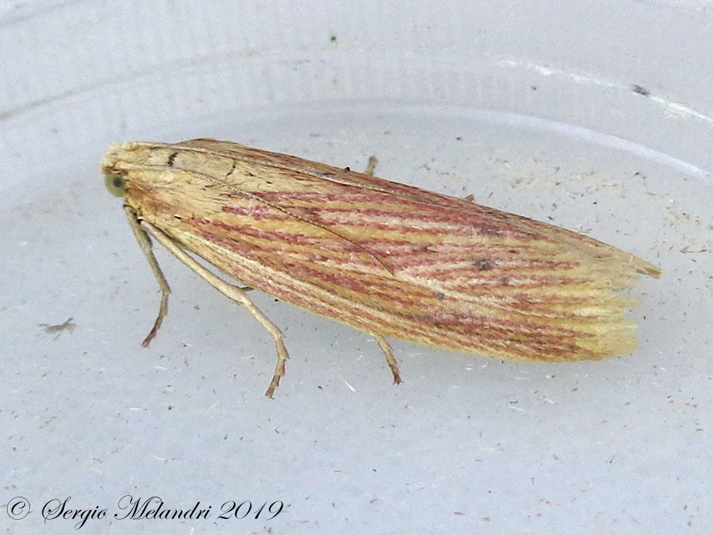 Ematheudes punctella - Pyralidae